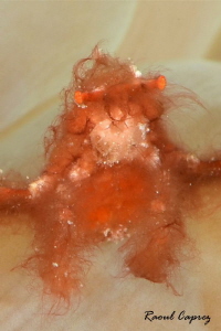 I lost my razor
(orang utan crabe) by Raoul Caprez 